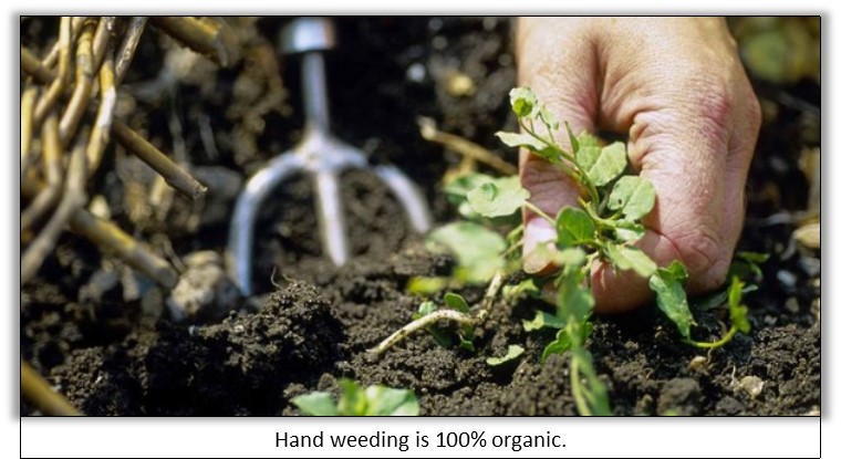 hand pulling weeds